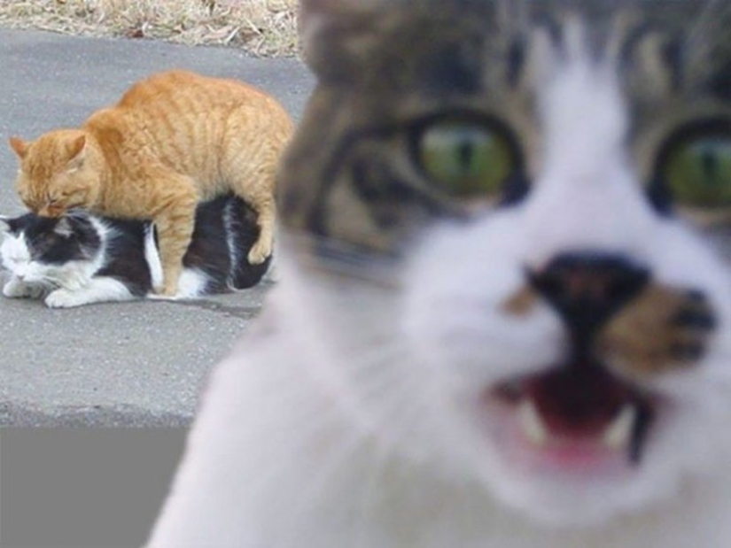 20+ photos that are interesting only because of the cats