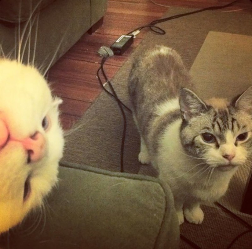 20+ photos that are interesting only because of the cats