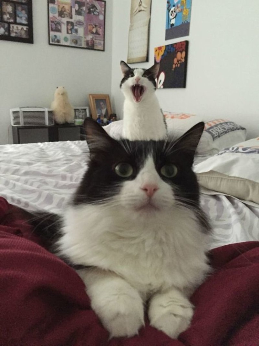 20+ photos that are interesting only because of the cats