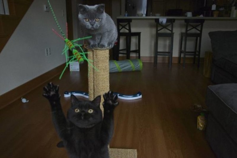 20+ photos that are interesting only because of the cats