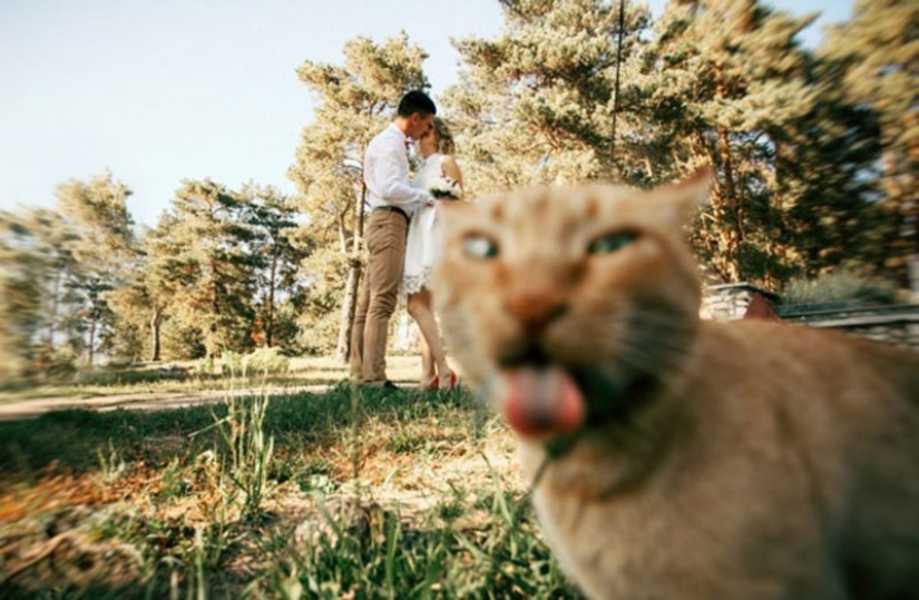 20+ photos that are interesting only because of the cats