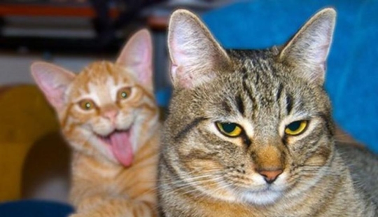 20+ photos that are interesting only because of the cats