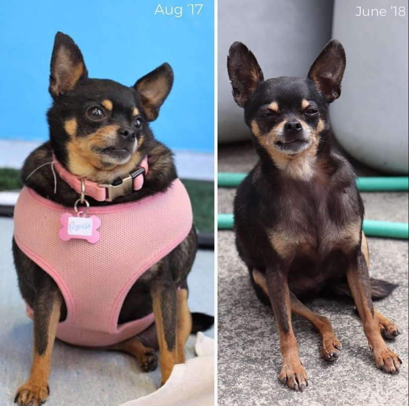 20 pictures of dogs before and after they took him in the legs and was able to lose weight