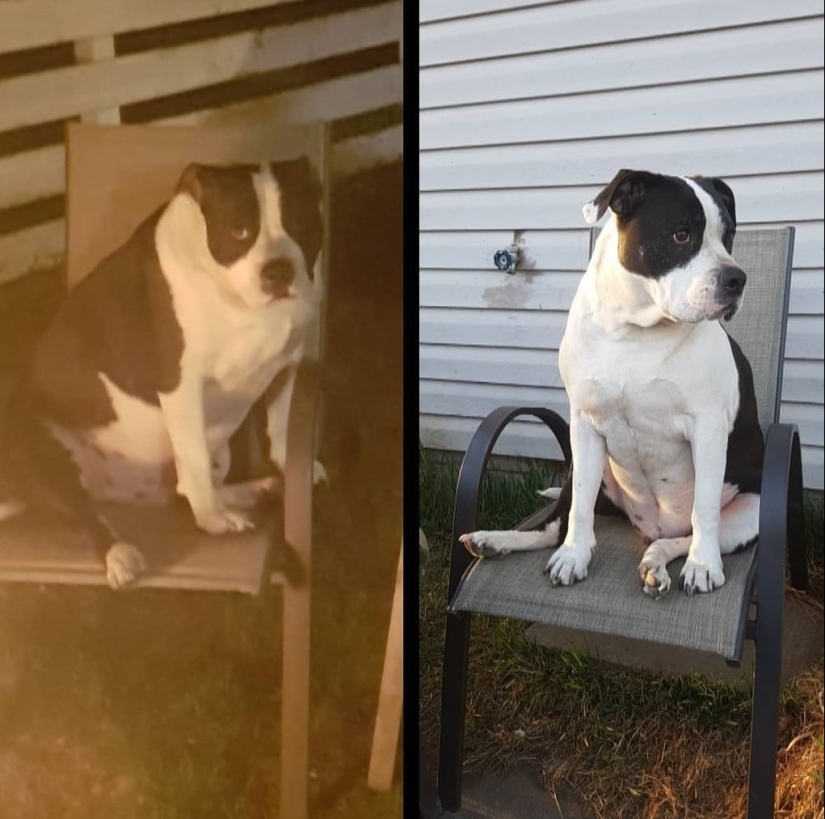 20 pictures of dogs before and after they took him in the legs and was able to lose weight