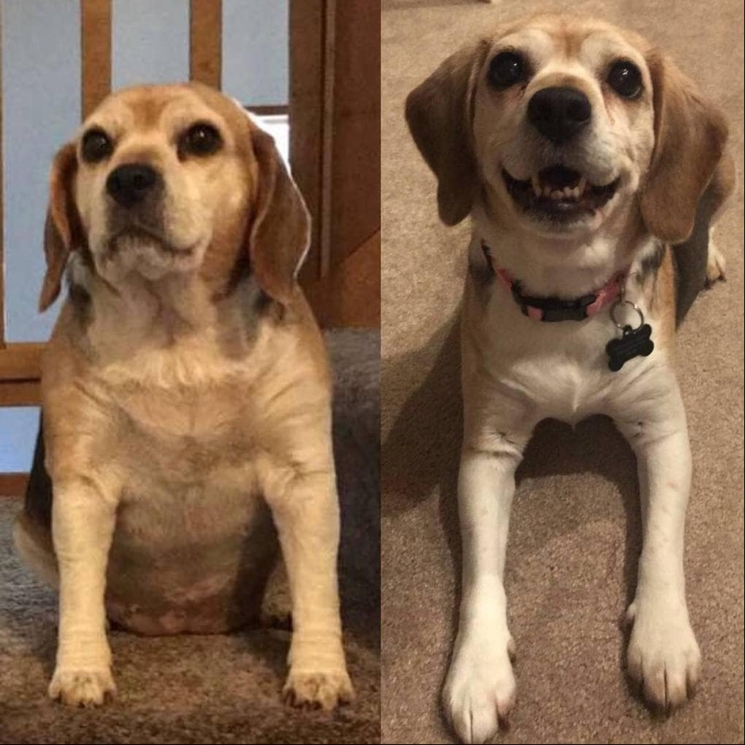 20 pictures of dogs before and after they took him in the legs and was able to lose weight