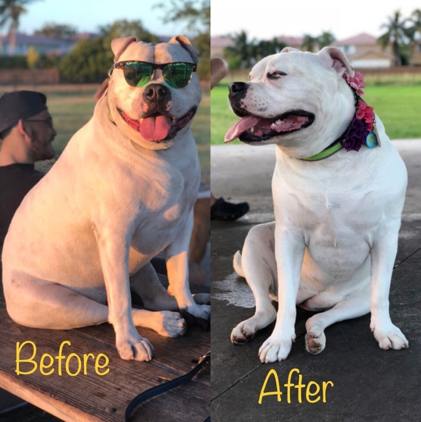 20 pictures of dogs before and after they took him in the legs and was able to lose weight