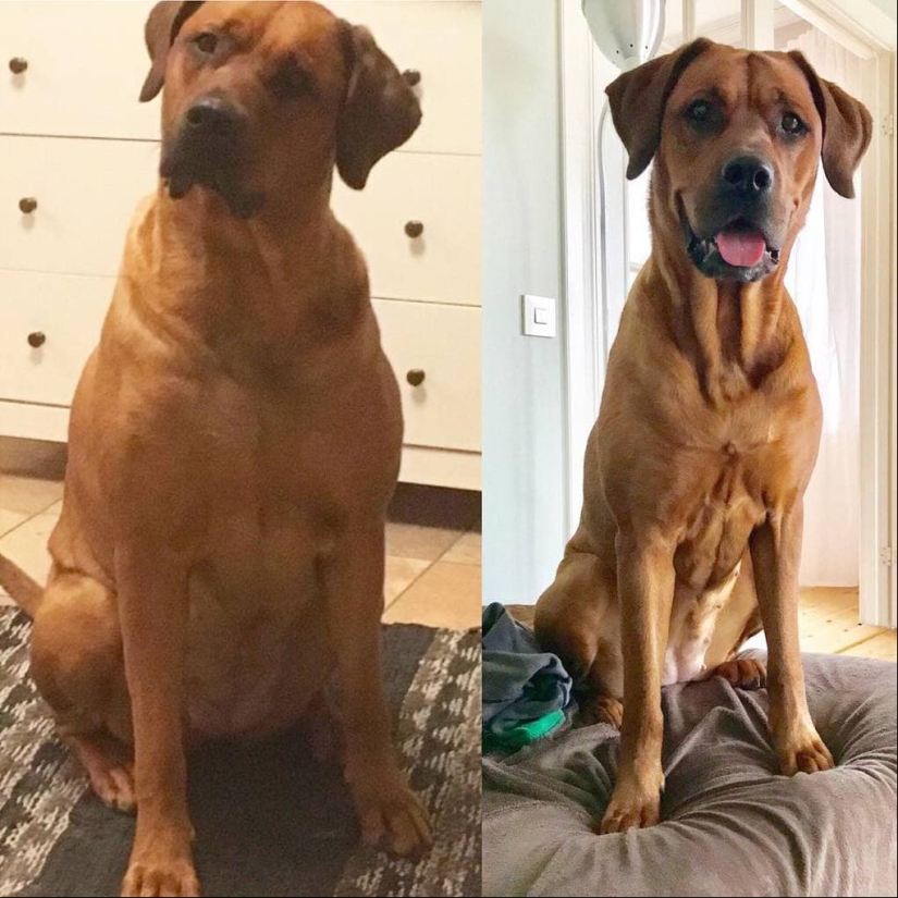 20 pictures of dogs before and after they took him in the legs and was able to lose weight