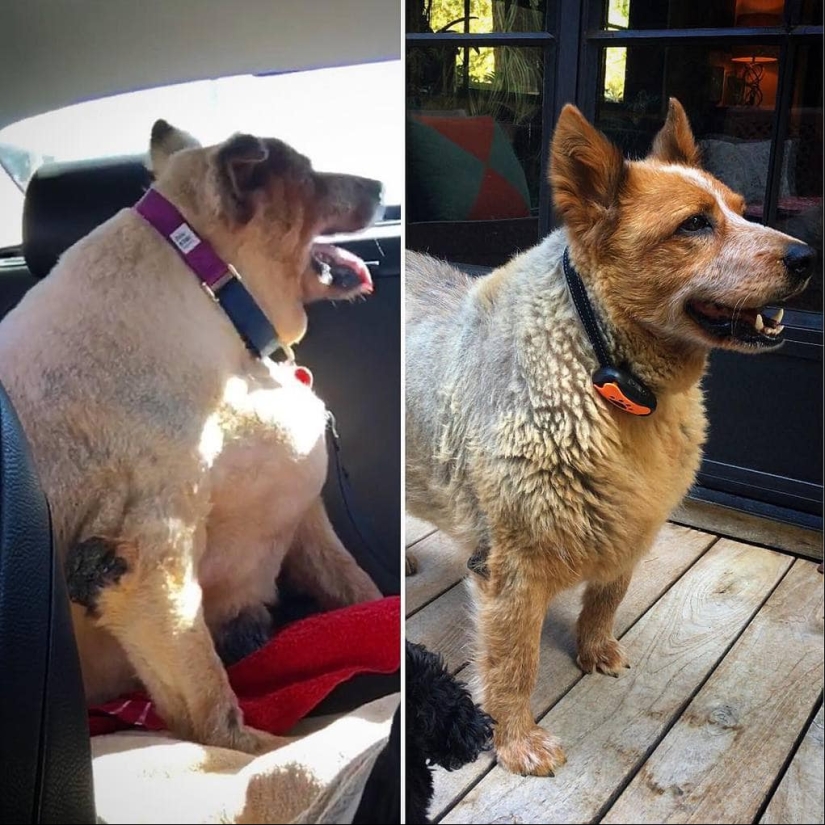 20 pictures of dogs before and after they took him in the legs and was able to lose weight