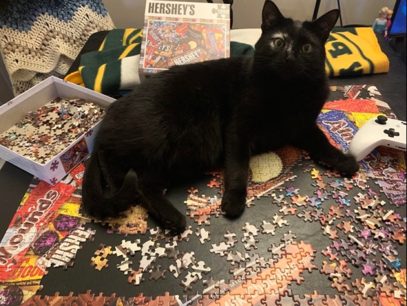 20 proofs that cats and puzzles are incompatible