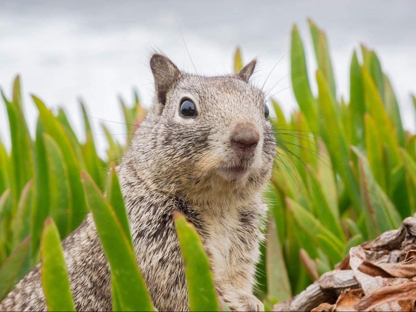 20 señales de la naturaleza que nos advierten del peligro