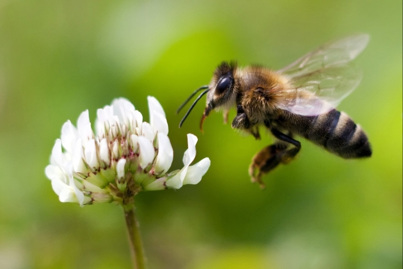 20 signals of nature that warn us of danger