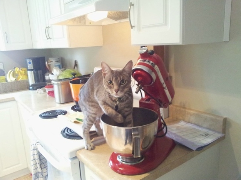 20 times when the owners caught their Pets red-handed