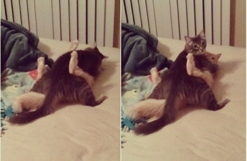 20 times when the owners caught their Pets red-handed