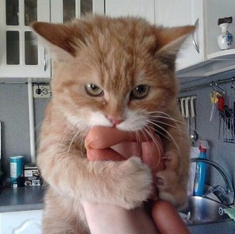 20 times when the owners caught their Pets red-handed