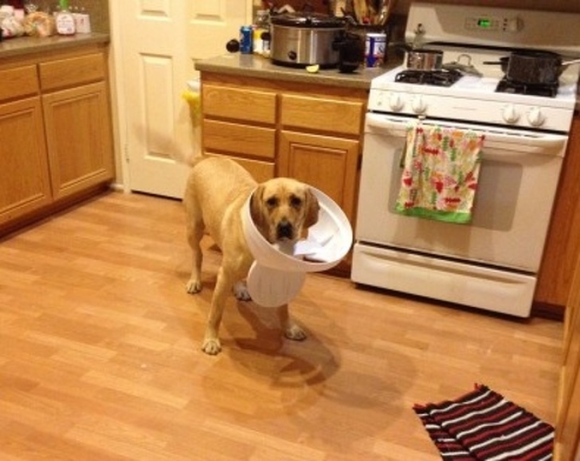 20 times when the owners caught their Pets red-handed