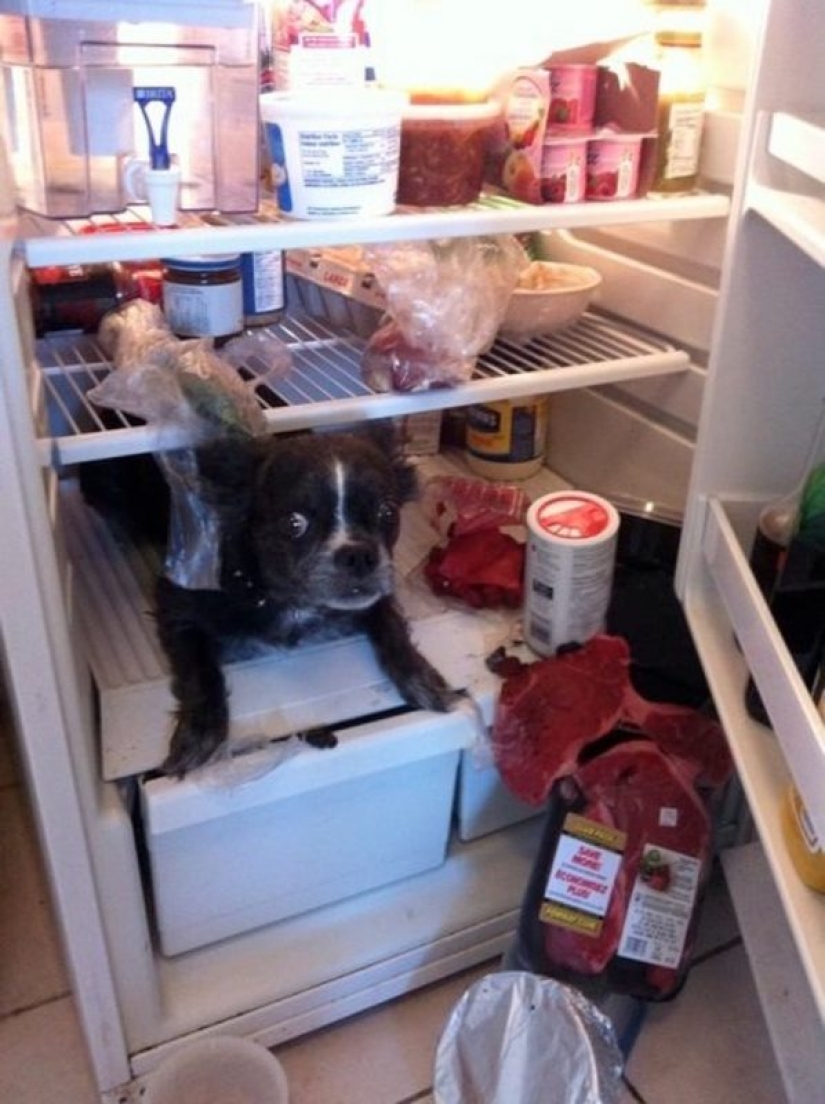 20 times when the owners caught their Pets red-handed