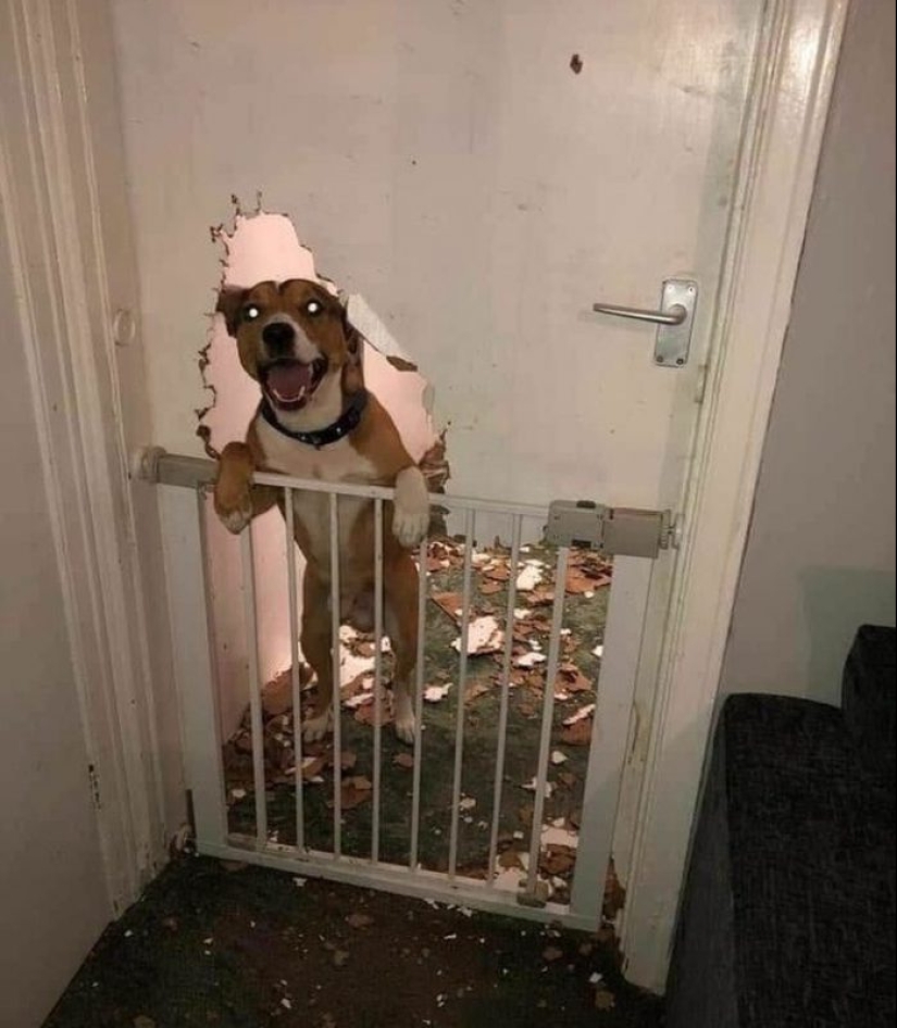 20 times when the owners caught their Pets red-handed