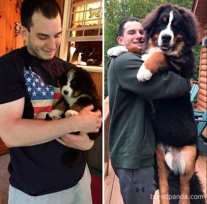 20 touching photos of dogs and their owners at the beginning of a friendship after many years