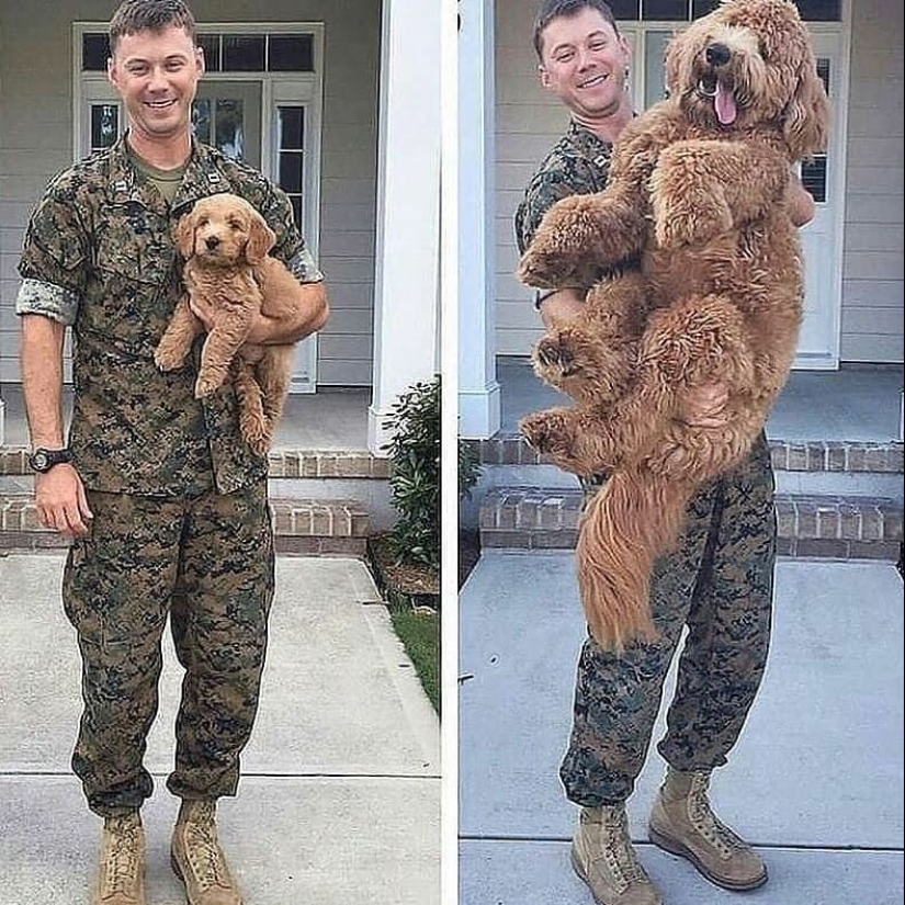 20 touching photos of dogs and their owners at the beginning of a friendship after many years