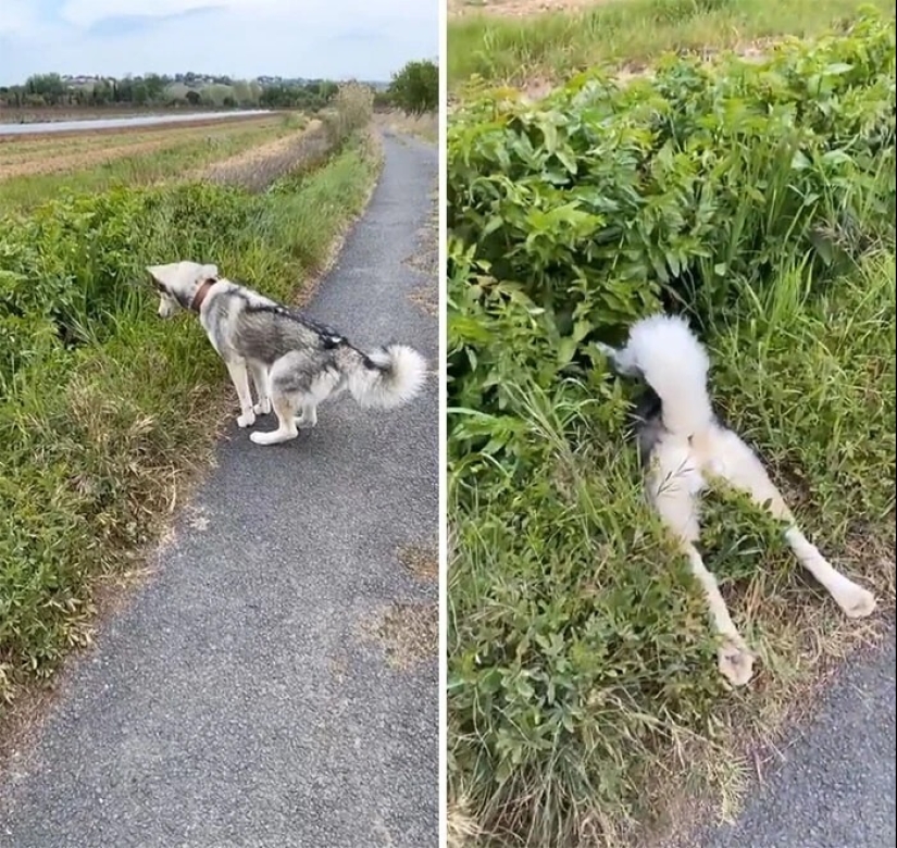 20 + weird dogs that will charge you with positive emotions for a long time