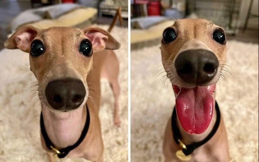 20 + weird dogs that will charge you with positive emotions for a long time