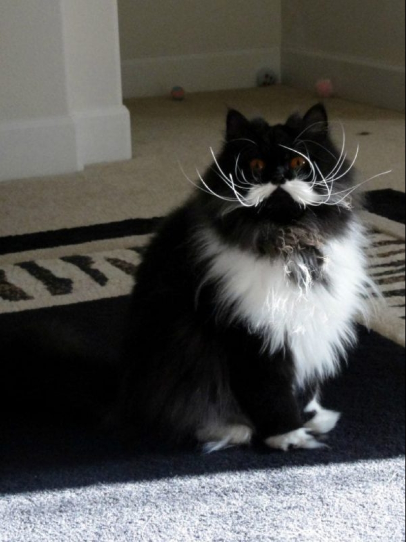 20 well, very fluffy cats, in which it is impossible not to fall in love