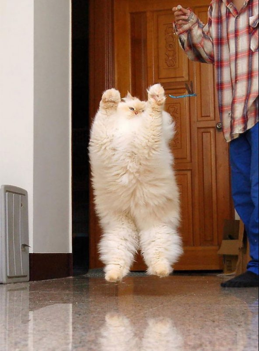 20 well, very fluffy cats, in which it is impossible not to fall in love