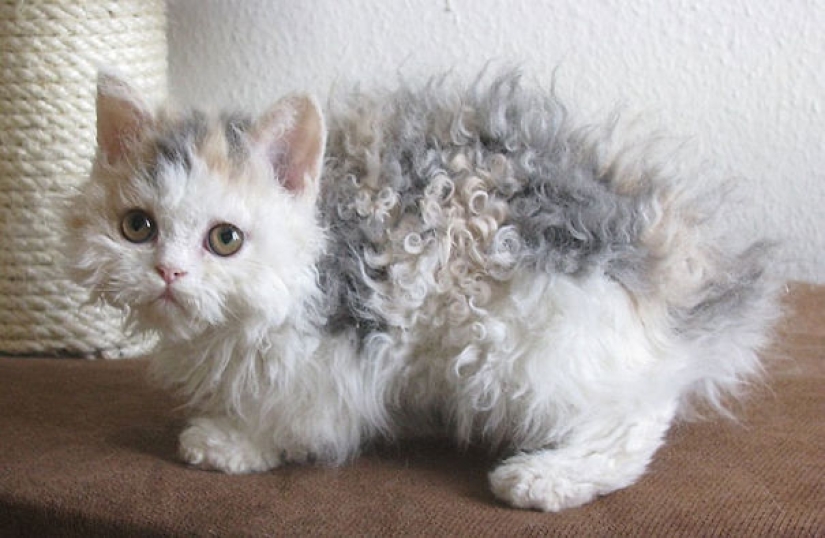 20 well, very fluffy cats, in which it is impossible not to fall in love