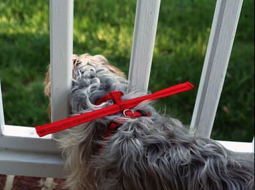 21 trucos de vida para dueños de mascotas