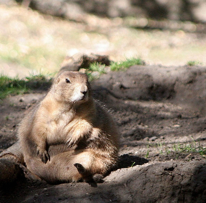 22 animales con sobrepeso