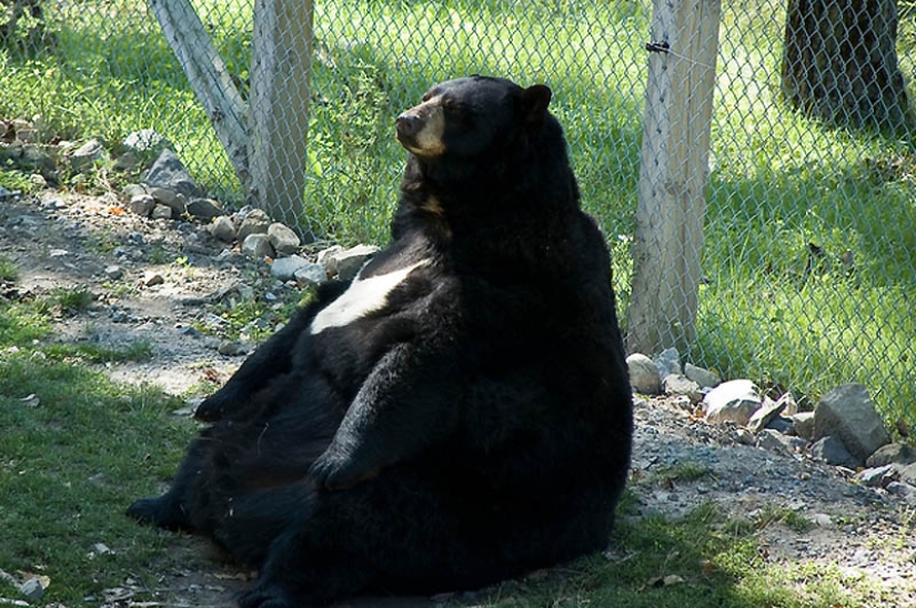 22 animales con sobrepeso