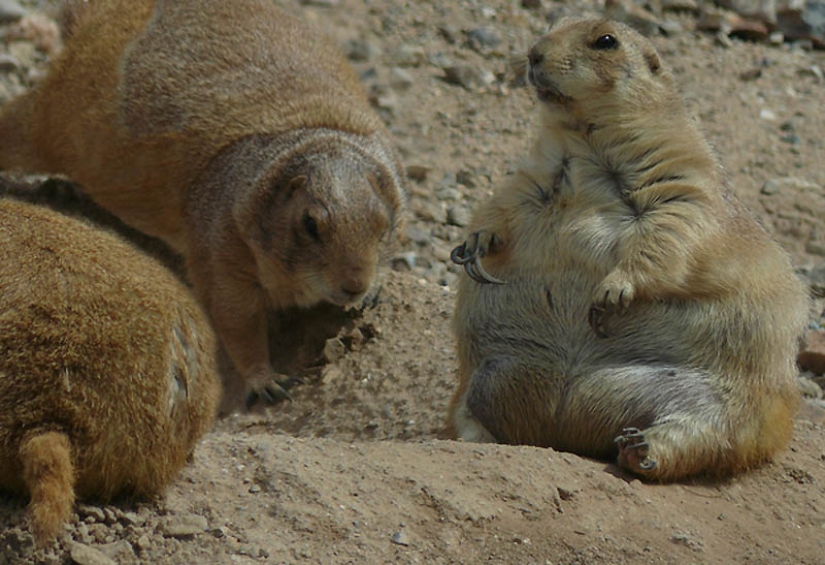 22 animales con sobrepeso