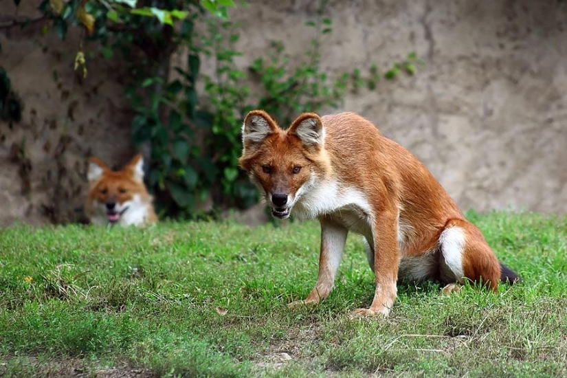 22 animales desconocidos que te sorprenderán por su singularidad