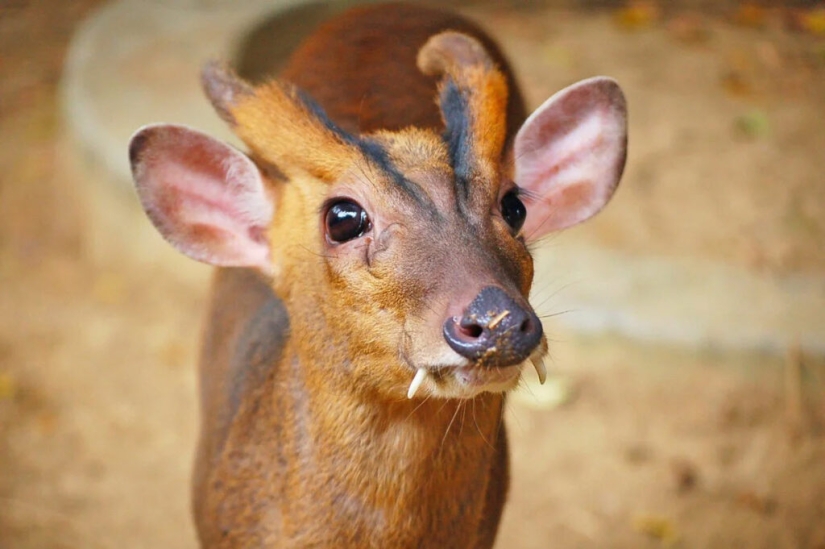 22 animales desconocidos que te sorprenderán por su singularidad