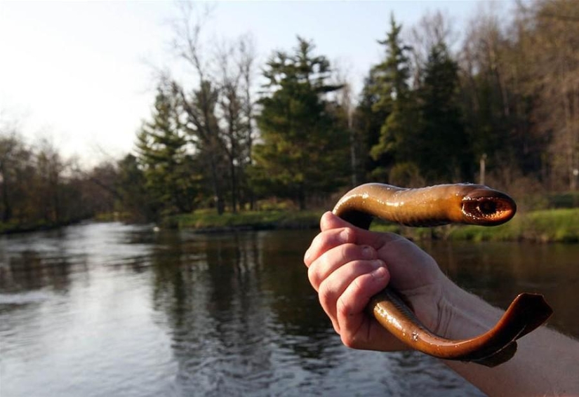 22 animales desconocidos que te sorprenderán por su singularidad