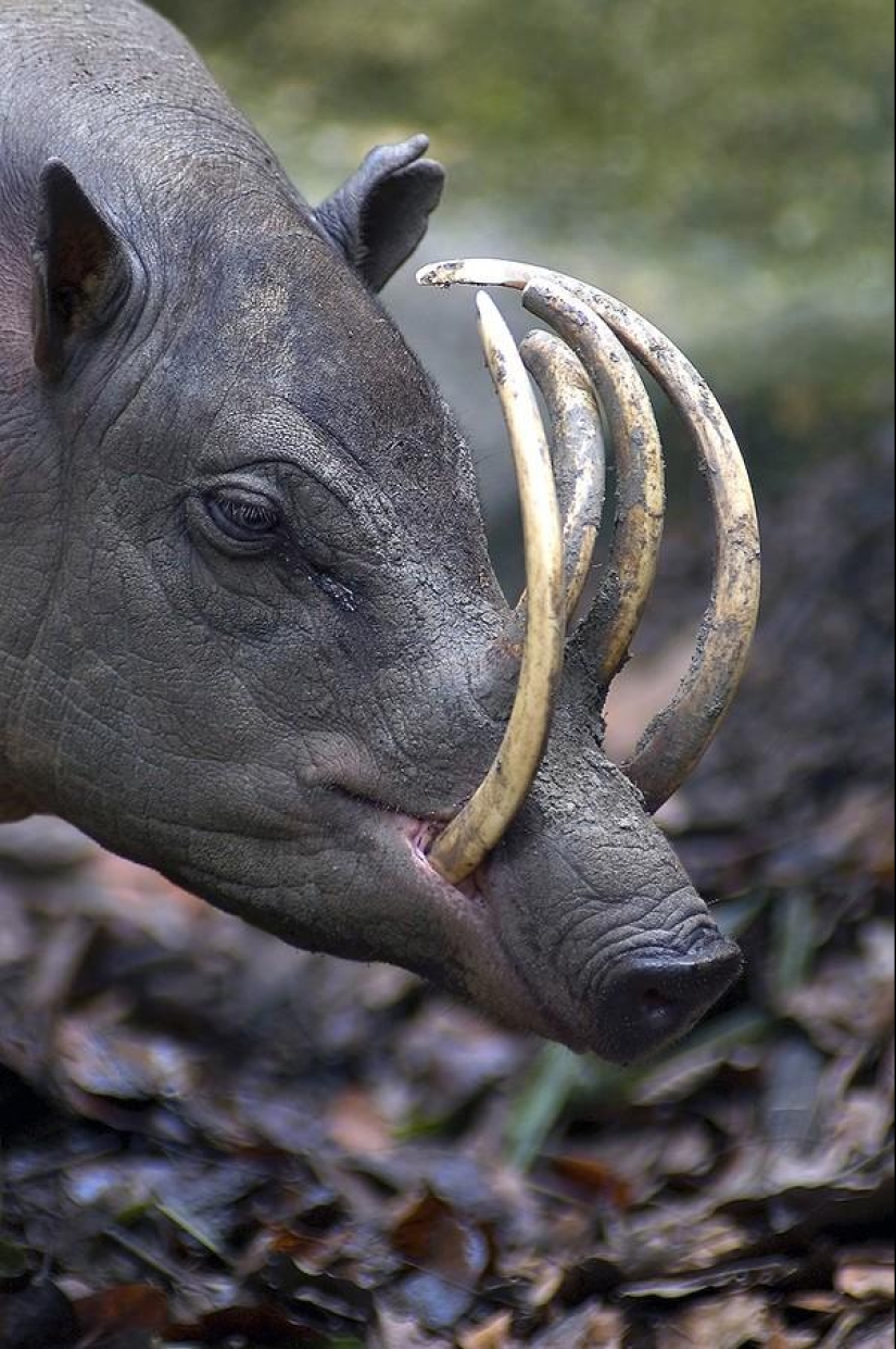 22 animales desconocidos que te sorprenderán por su singularidad