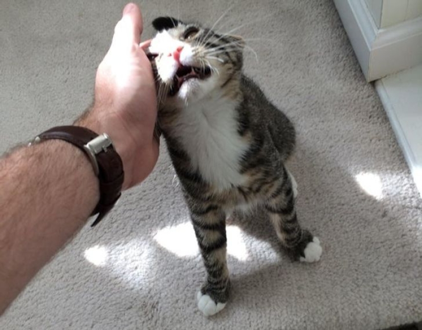 22 biting cats who decided to head the household hierarchy