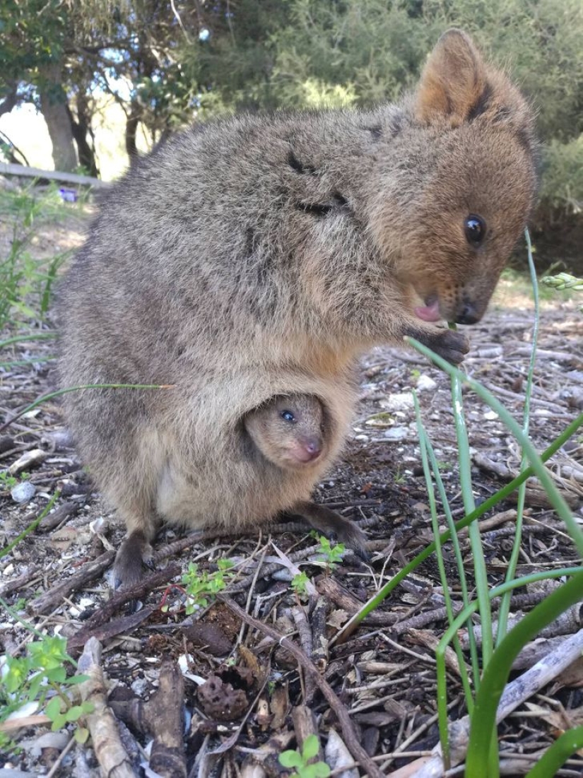 22 buenas razones para nunca visitar Australia