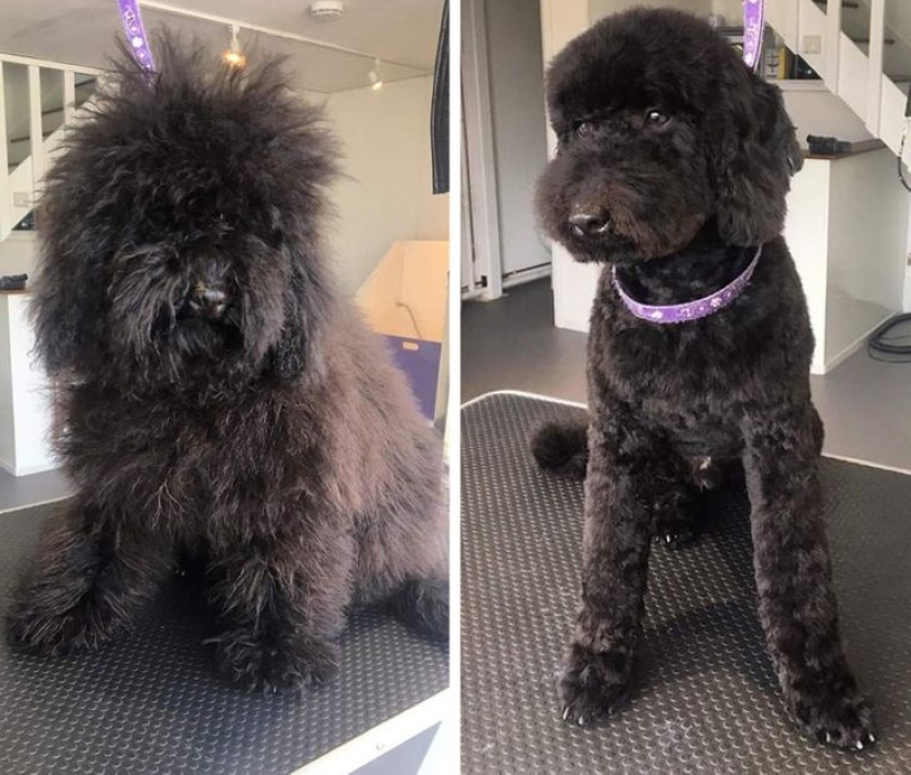 22 cases when a haircut transformed animals beyond recognition