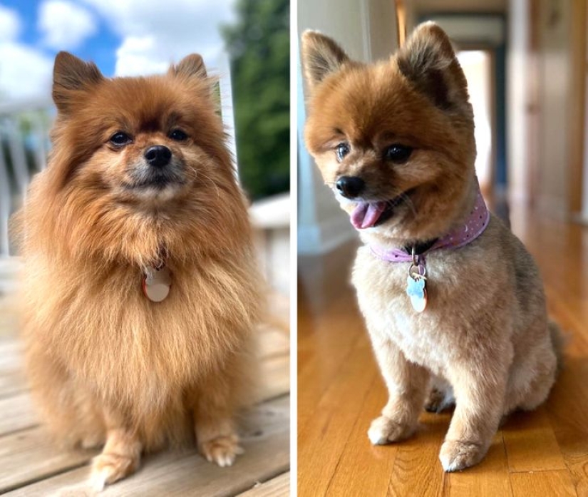 22 cases when a haircut transformed animals beyond recognition