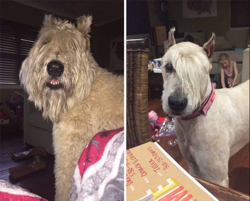 22 cases when a haircut transformed animals beyond recognition