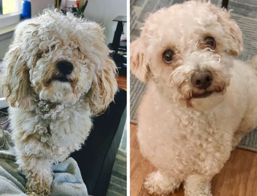 22 cases when a haircut transformed animals beyond recognition