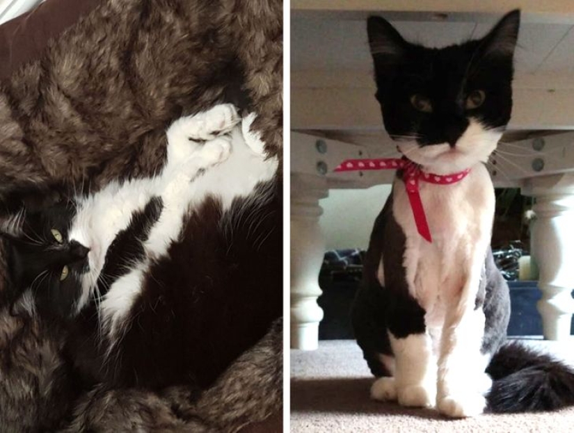 22 cases when a haircut transformed animals beyond recognition