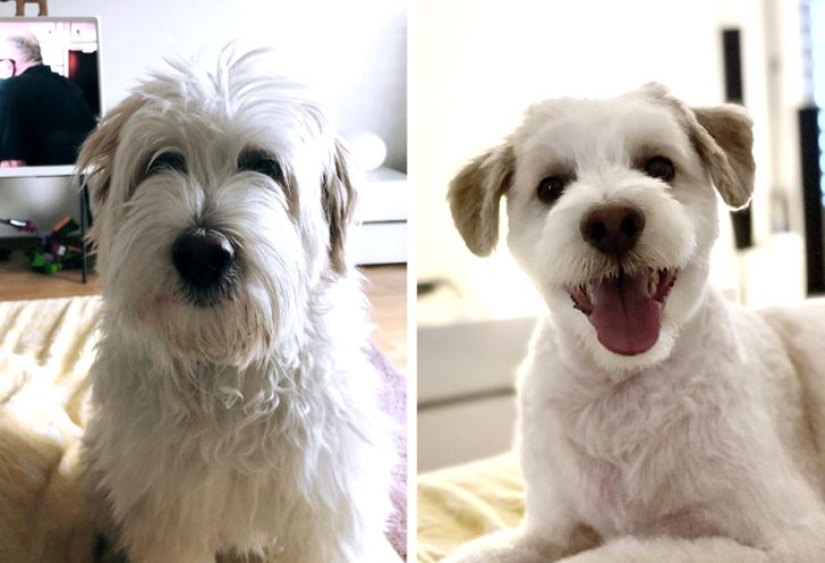 22 cases when a haircut transformed animals beyond recognition