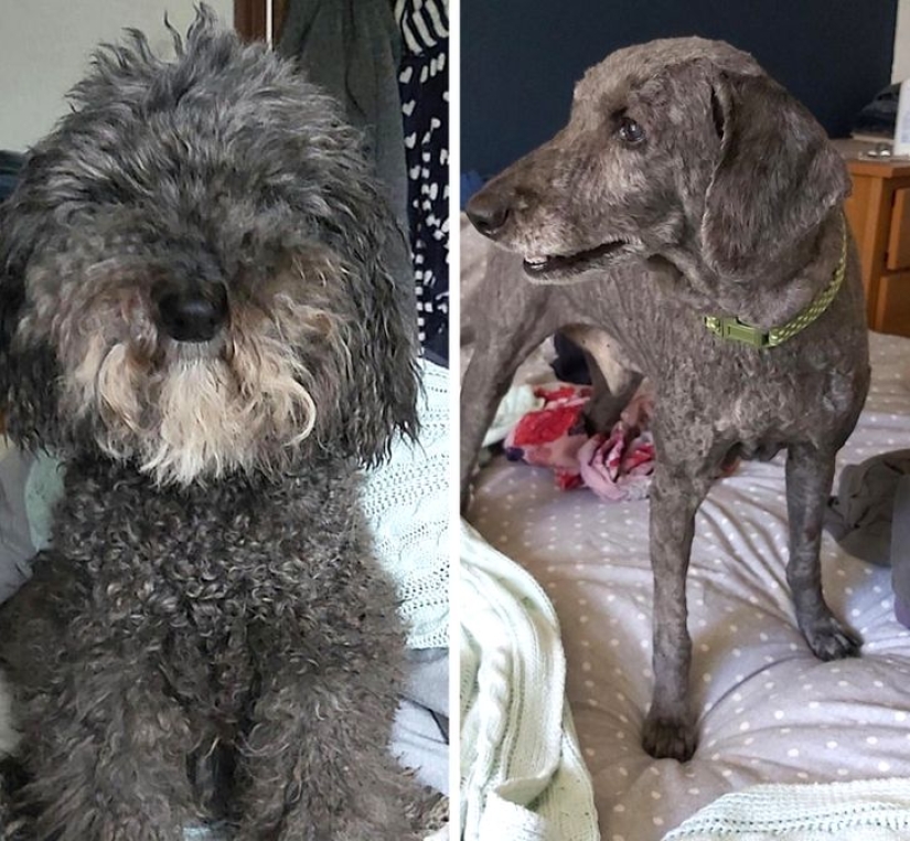 22 cases when a haircut transformed animals beyond recognition