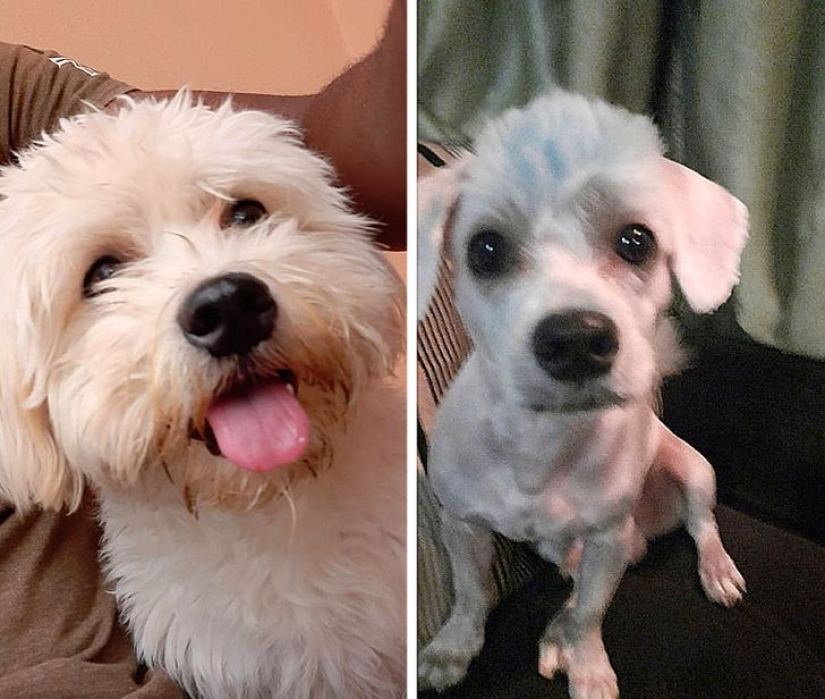 22 cases when a haircut transformed animals beyond recognition