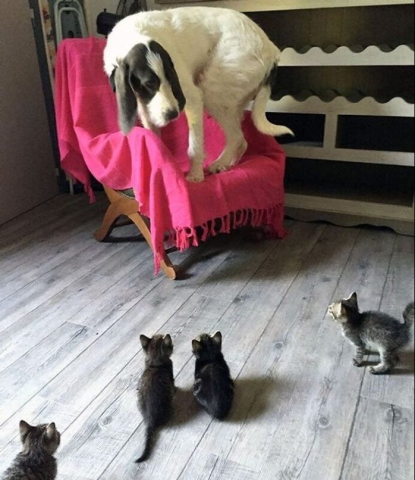 22 cats in which the hunting instinct suddenly woke up, but they forgot how to do it