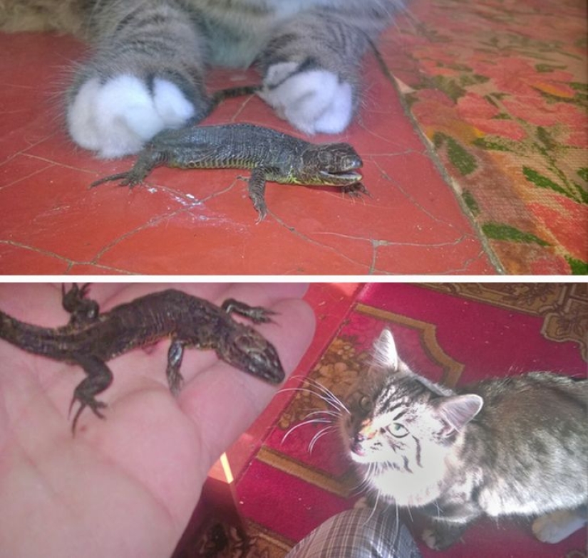 22 cats in which the hunting instinct suddenly woke up, but they forgot how to do it