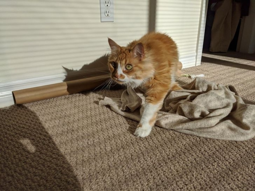 22 cats in which the hunting instinct suddenly woke up, but they forgot how to do it