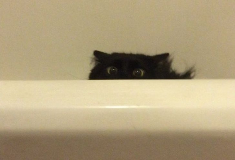 22 cats in which the hunting instinct suddenly woke up, but they forgot how to do it